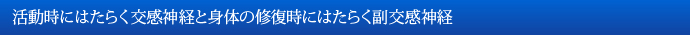 活動時にはたらく交感神経と身体の修復時にはたらく副交感神経