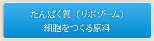 たんぱく質（リボゾーム）細胞をつくる原料